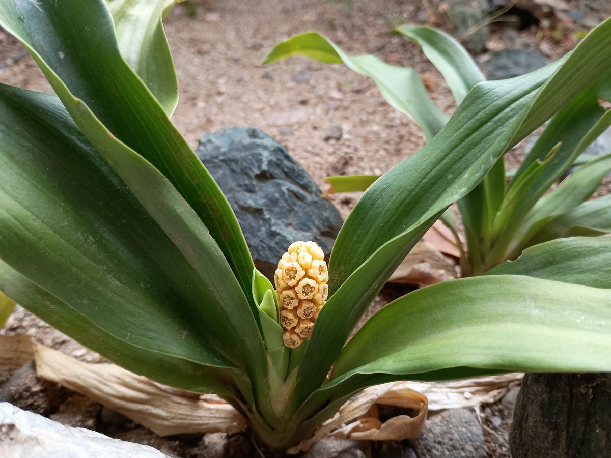 chie_botani's tweet photo. 急な来客予定が入り「庭の雑草がヤバい！」と業者さんに草刈りをお願いしたら、アガパンサスもクリスマスローズも、カヤと一緒に薙ぎ払われてしまった。針金で囲んでおいた桔梗は辛うじて無事。予想はしてたけど、私にとって大切か不要かは、人には分からないよね〜😂
写真は生き残った万年青(笑) https://t.co/VH9LSuoCVw