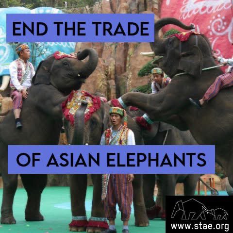 domdyer70's tweet photo. Elephants are not objects to be bought and sold.  Ending the trade in captive Asian elephants is long overdue. https://t.co/goPRpj3QOI