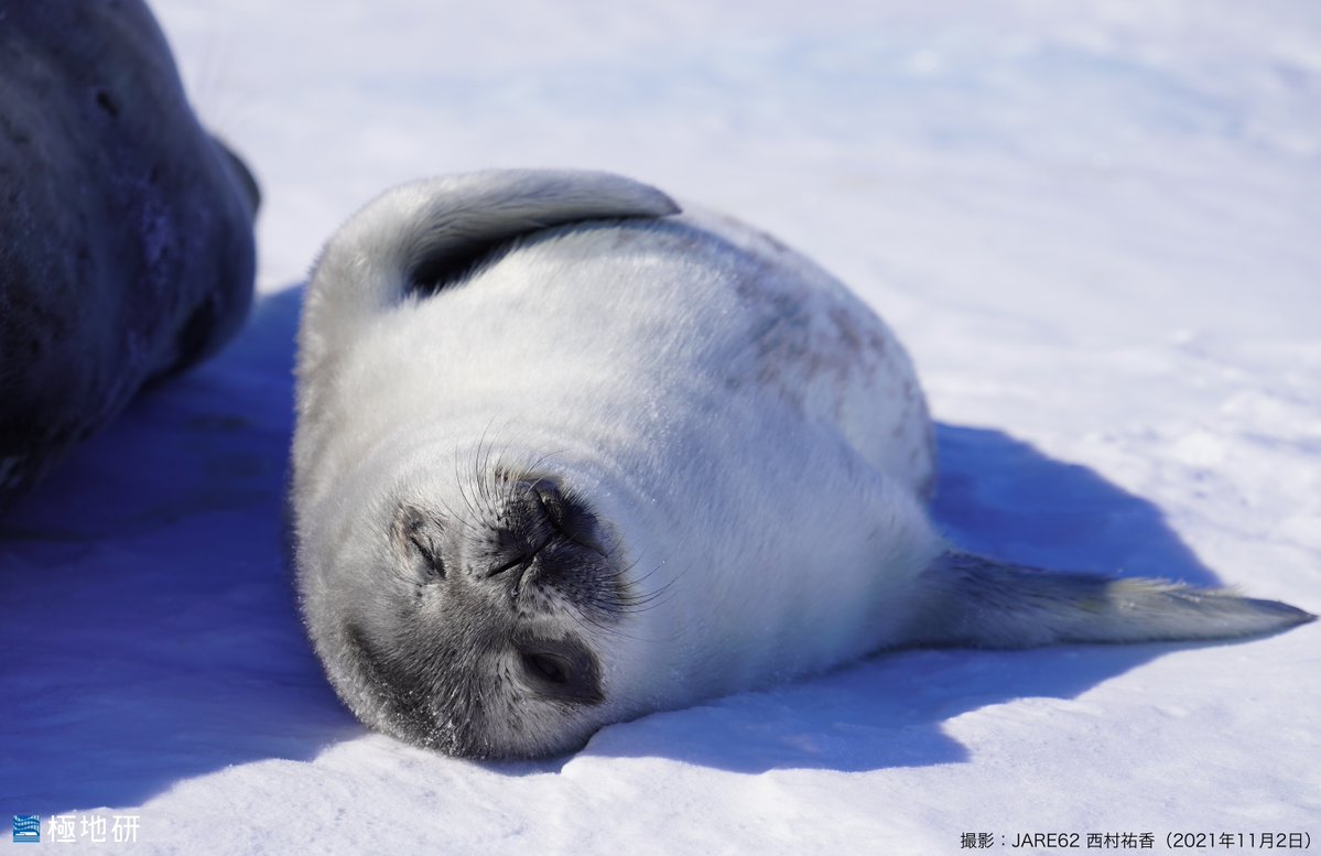 MofaJapan_Env's tweet photo. ウェッデルアザラシの赤ちゃんが、お母さんのそばで安心して眠っています🦭 私たちも、#ATCM48 を先日終えて、ホッとしているところです。この会議が、#南極 と地球の未来につながるものと信じています。（写真提供：極地研）
ATCM結果等：
https://t.co/qndqZacbHM https://t.co/7fFaIlZozA