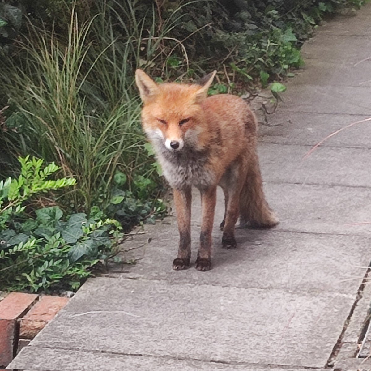 TheJivemaster's tweet photo. @CombatCr Love foxes! One of them tried to follow me into my office the other day 😂 https://t.co/YfiXb1DuG3