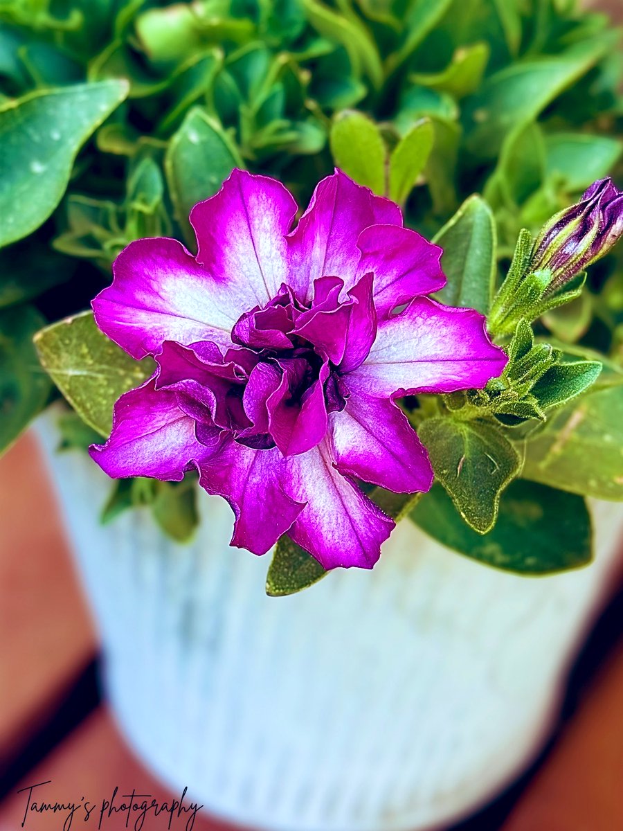 itzAnasa26's tweet photo. Welcome June. #magentaMonday #letitbloomjune https://t.co/XMY1gi8EyC