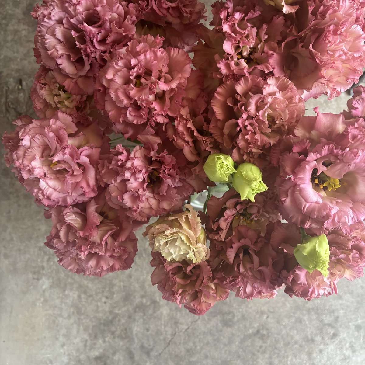 dicipeu's tweet photo. 毎日ひと花＊トルコキキョウ『エグゼアンティーク』 https://t.co/wOQqGYSKe5
