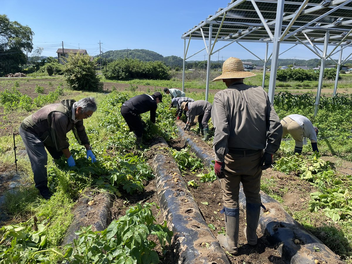GRASSROOTSFARM_'s tweet photo. 続いて収穫の様子をご紹介✨

トラクターで土の中のいもを掘り出して、出て来たものをみなさんと収穫しました🚜

嵐が去ってしまい台風が来る前の炎天下の中、2時間くらいかかりました💦

改めて、有機研究会の皆さまありがとうございました‼️

#水戸ホーリーホック https://t.co/fR7mIxZnZh