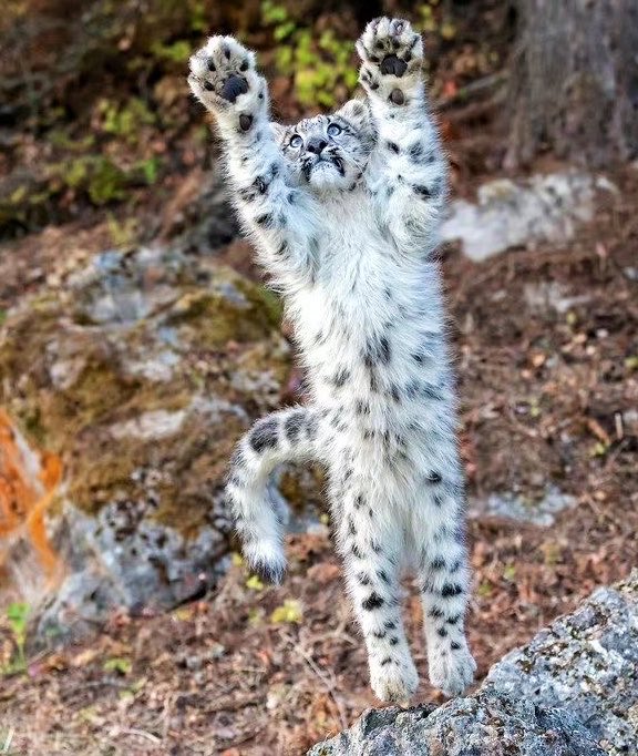 Snow Leopard tweet media
