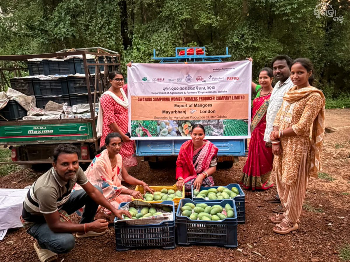 mission_shakti's tweet photo. Swayang Sampurna WFPC is making its way across continents!9.5 quintals of premium Amrapali mangoes🥭 have been exported to London  by Swayang Sampurna FPO, Jashipur-Karanjia, Mayurbhanj, promoted under  APC Programme and supported by the Department of Mission Shakti. https://t.co/98AULIsDIv