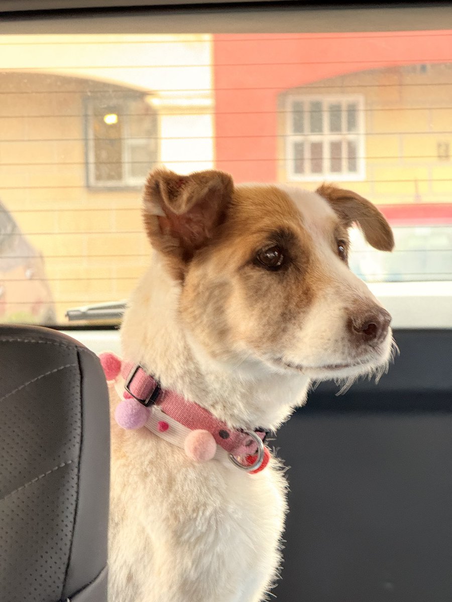 LeSebas0203's tweet photo. Gracias por todo mi reina, te voy a amar siempre lunita
Gracias por enseñarme lo que es un amor incondicional 
Te extrañaré siempre ❤️🐾🐾
Te mando un besote y mi mejor serenata hasta el cielo 
30/05/2026 🤍 https://t.co/6d7QOLAJrt