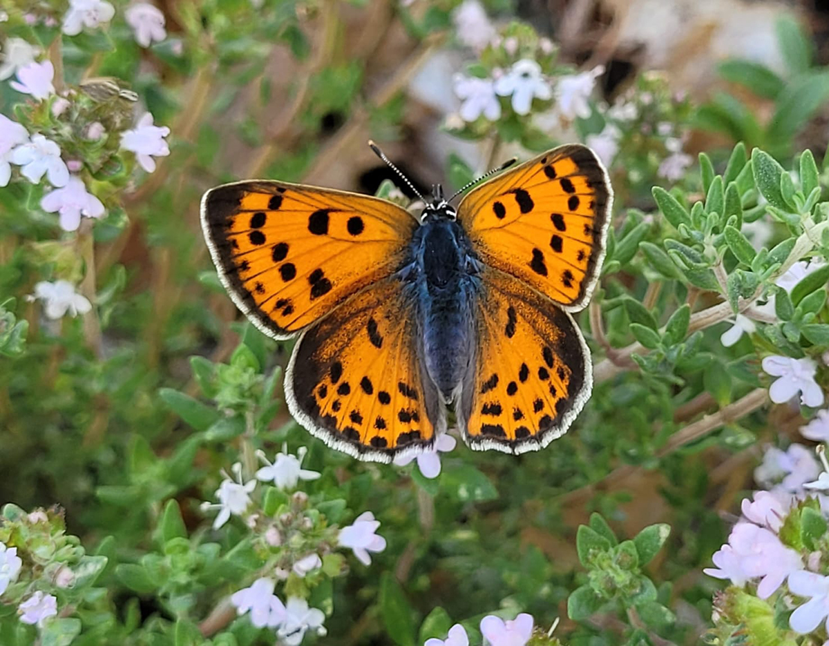 Greenwings's tweet photo. Good morning from the Pyrenees (France &amp; Spain). The butterflies continue coming thick &amp; fast - all target species &amp; many more. And that's without mentioning all the other flora &amp; fauna. What a fantastic time our group is having! https://t.co/F5jPO0VB8q