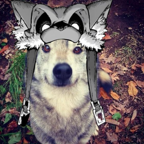 typeheall's tweet photo. Rudo reached his final form https://t.co/CXRpxWLhYg