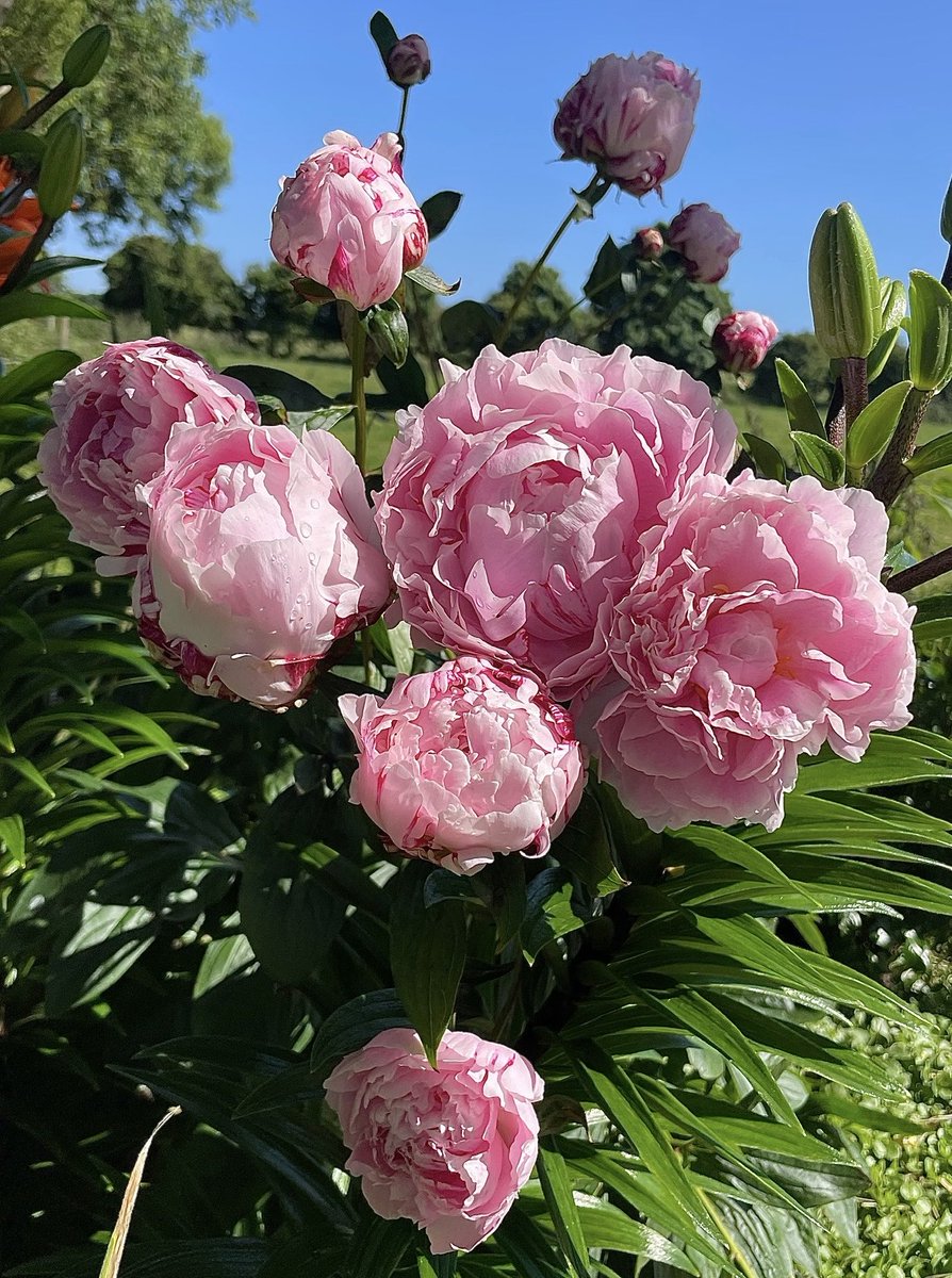 begingarden's tweet photo. Welcome June, time is going so fast in the garden, lots to look forward to.. #magentamonday #gardening #gardeningx #gardenersworld #inmygarden https://t.co/TFdKMdcDQZ