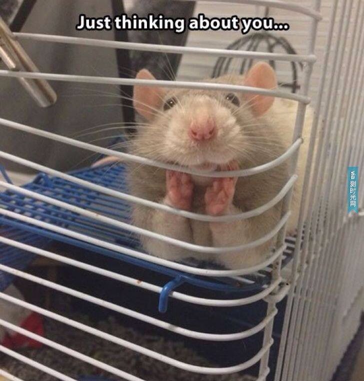 Rat tweet media