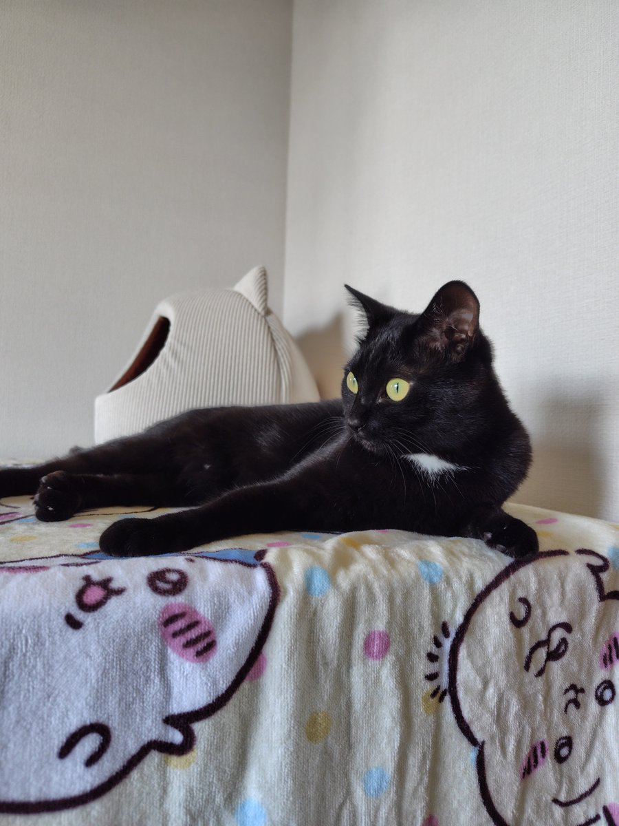 美しい黒猫ちぃーちゃん🐱 #猫のいる暮らし
