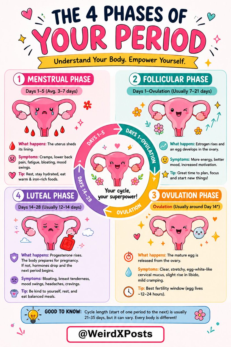 Weirdxposts's tweet photo. How the Menstrual Cycle Works https://t.co/pFw0gxW9Bk