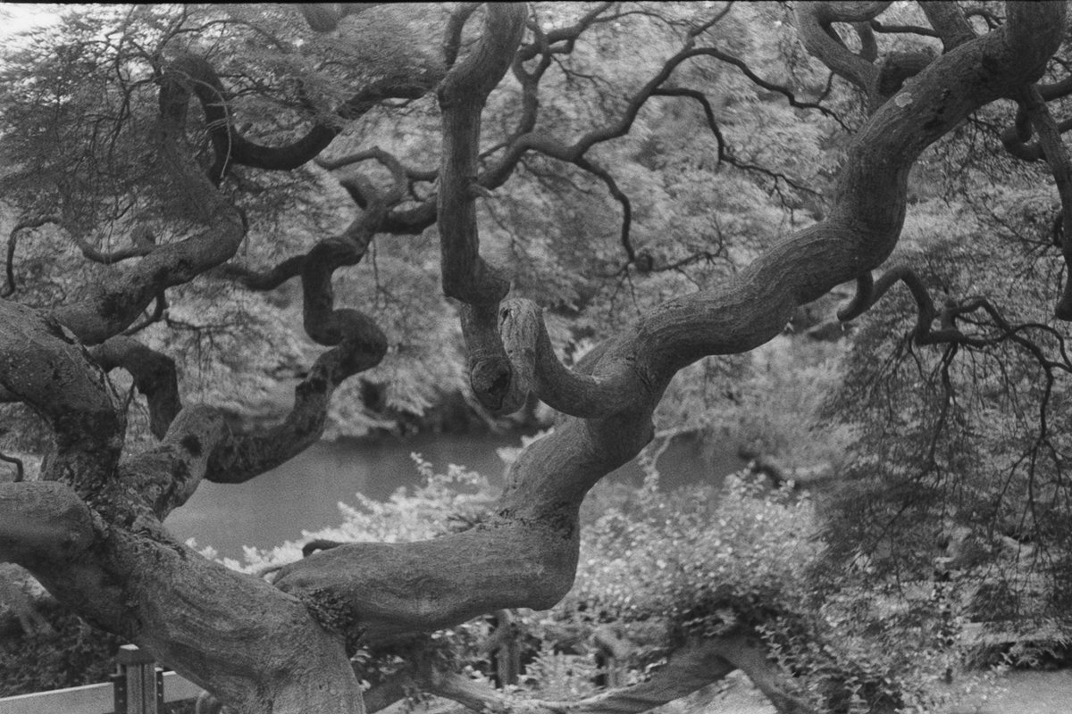 endot_mt's tweet photo. LeicaⅢa Elmar5cmf3.5
NEOPAN400 https://t.co/74IHC0pO6a