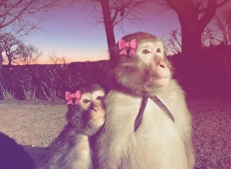 monkeyincrisis's tweet photo. https://t.co/4iNvRCmyA6
