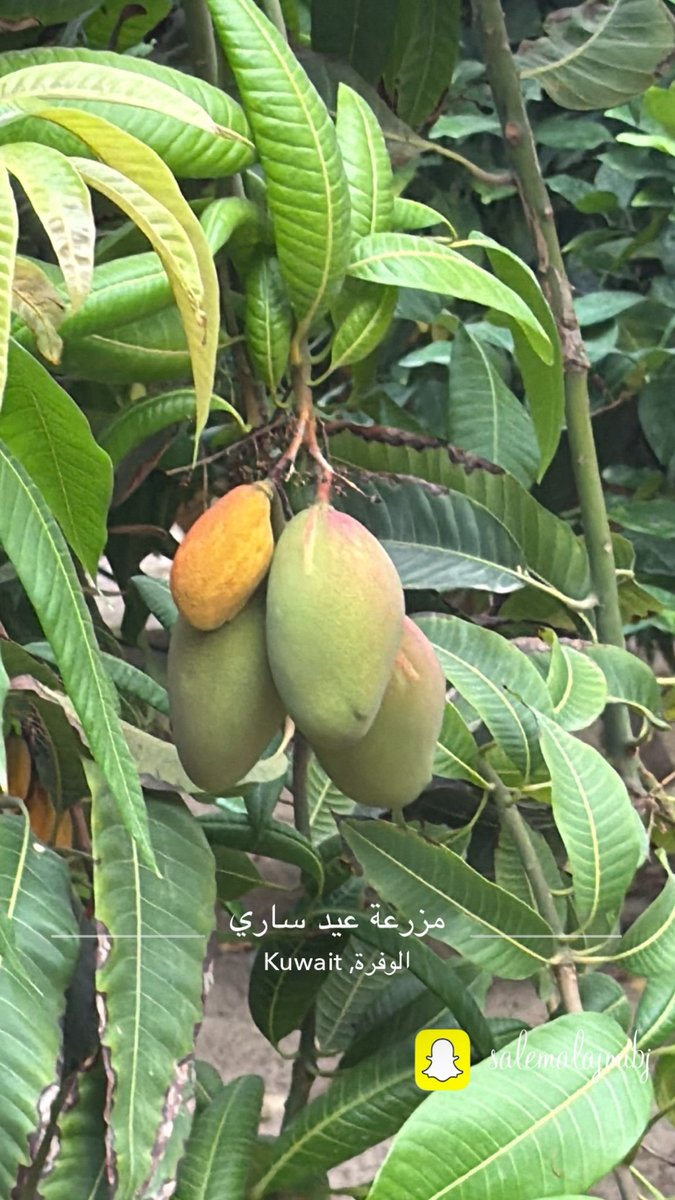 h_asdasd's tweet photo. #غابة_الموز_الكويت
#زراعة24000_شجرة_موز 
#تطوير_المنظومه_الزراعيه_مهم
المزارع / عيد ساري العازمي اول مزارع كويتي للموز
#الروزنامة_الزراعية
#زراعة_الفواكة 
#العازمى نشاهد زراعة وانتاجه جميع الفواكه  ومدي نجاحها واستوطانها في دولة الكويت وتطوير المنظومه الزراعية في الكويت  اللهم احفظ الكويت وشعبها واميرها وولي عهدها من كل مكروه
#أذكر_الله 
#صلوا_على_الحبيب_محمد_ﷺ 
#ماشاء_الله