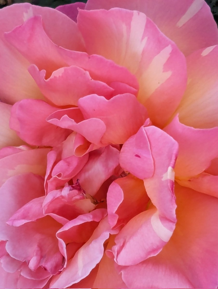 BarronBeauxArts's tweet photo. A rose is a rose.  From tonight's evening walk.

#art #photo #photography #flower #SignsOfSpring https://t.co/pZ6A2EP97Y