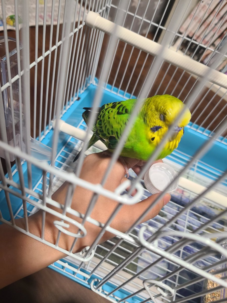 tobari_3170's tweet photo. 母がインコ拾ってきた。 https://t.co/A37HPMRyMg