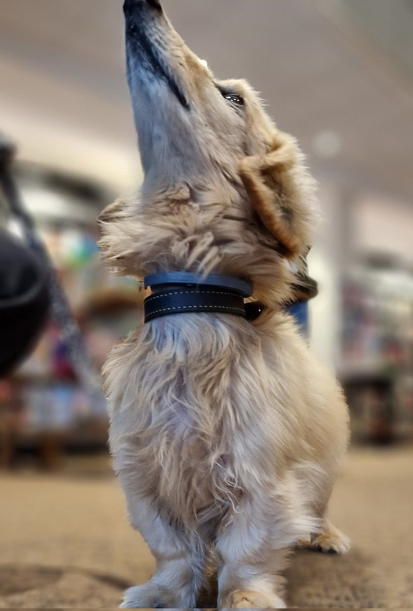 swanseastones's tweet photo. Everyone, this is Doug.

Doug, this is everyone.

As you can see, Doug is so huge that he can't even fit in the photo.

His proudest achievement is that he's a Very Good Dog.

#DogsInBookshops https://t.co/cCch9yhNGK