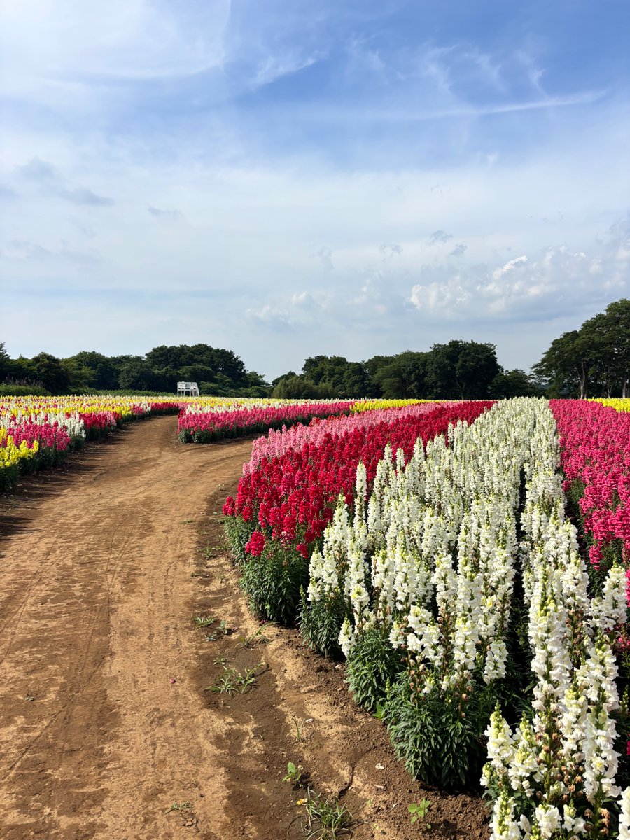 t_doitsu's tweet photo. 94,000株のキンギョソウ見頃です💐
こんなに穴場な広大なお花畑は、なかなか無いはず！
キンギョソウの見頃は6月中旬頃までを予定しております✨

この機会に是非ご覧ください！

📍東京ドイツ村 いろどりの丘

#東京ドイツ村　#キンギョソウ　#金魚草 https://t.co/6YF0l714CR