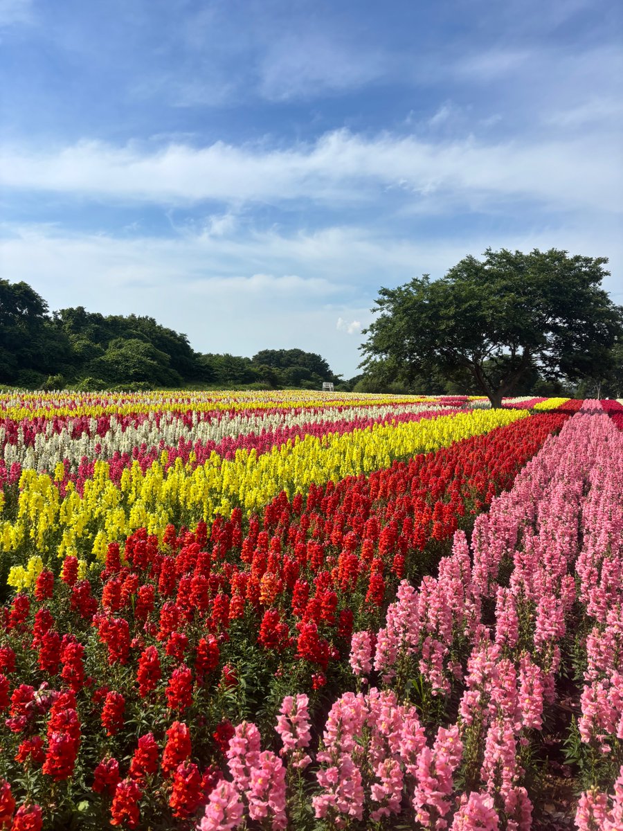 t_doitsu's tweet photo. 94,000株のキンギョソウ見頃です💐
こんなに穴場な広大なお花畑は、なかなか無いはず！
キンギョソウの見頃は6月中旬頃までを予定しております✨

この機会に是非ご覧ください！

📍東京ドイツ村 いろどりの丘

#東京ドイツ村　#キンギョソウ　#金魚草 https://t.co/6YF0l714CR
