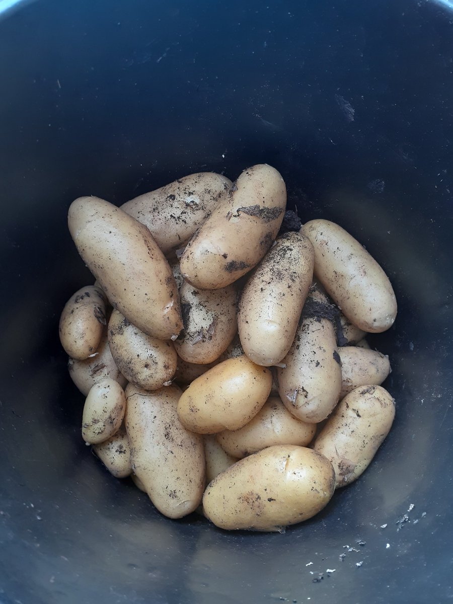 thesundaysport's tweet photo. SPUDS! https://t.co/1Mv3dCf1v8