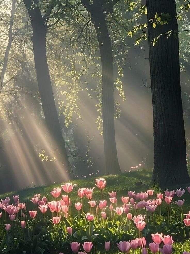 _Naturaee's tweet photo. spring time https://t.co/Awk8FNlCDl