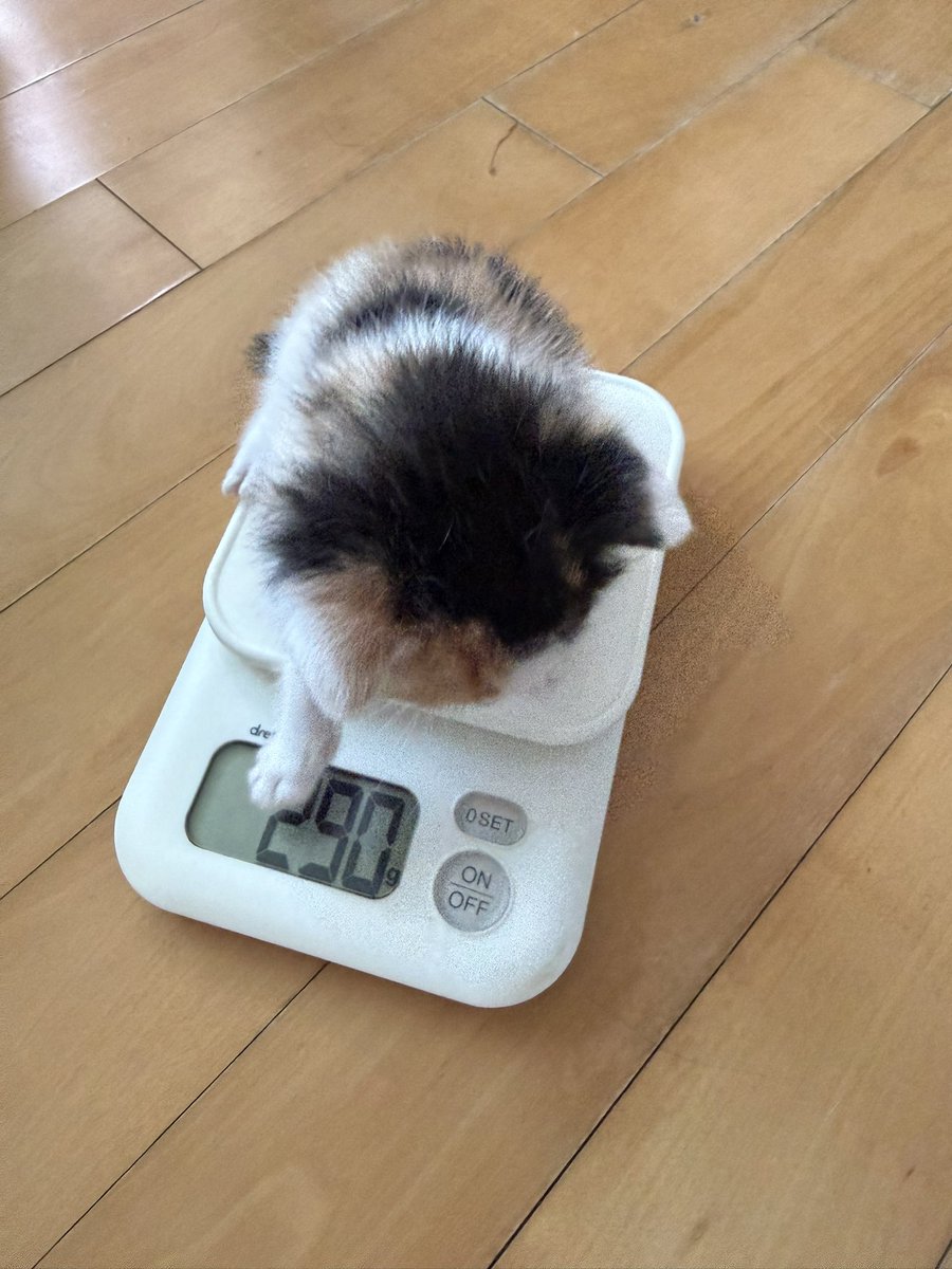 rungdaily's tweet photo. 집에 온지 일주일 된 새 가족 ..//
우리집 막둥이 😻💕 https://t.co/TLnFALyPwP