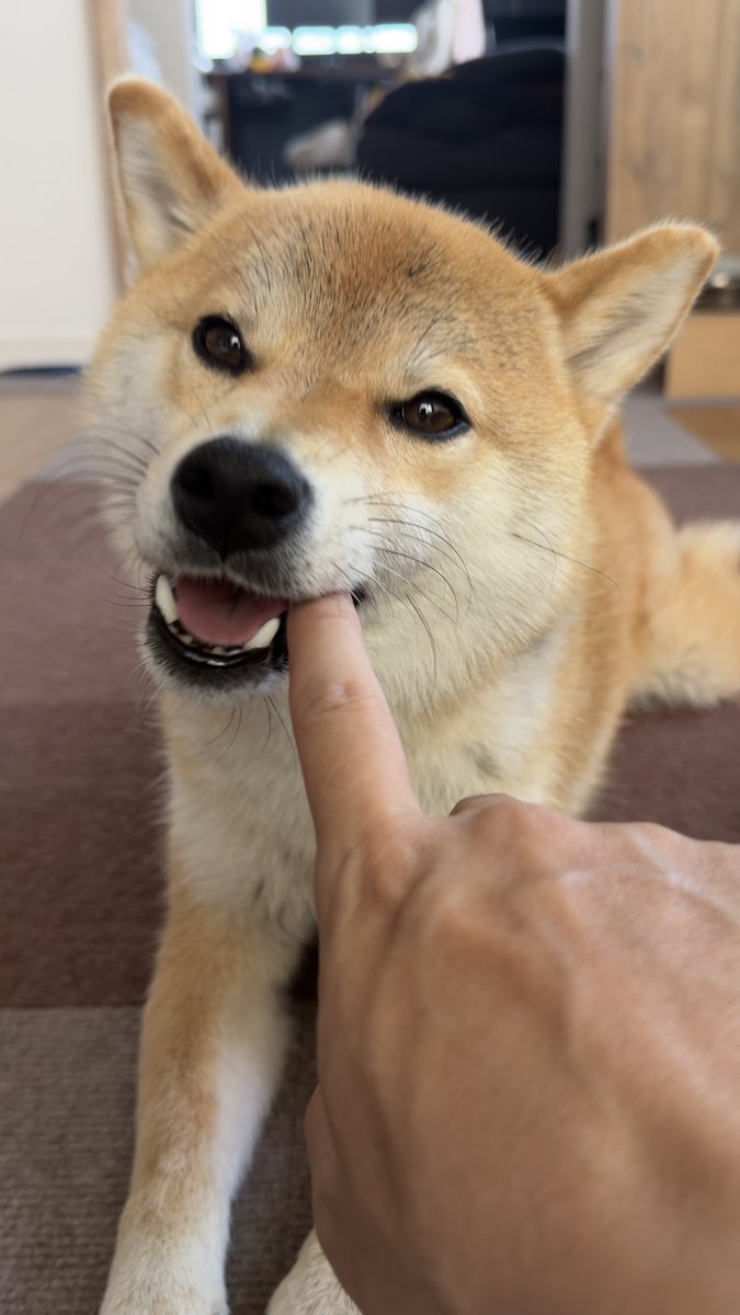 shibainukomugi's tweet photo. アグアグ
#柴犬 #柴犬のいる暮らし https://t.co/mQYPKS0zDs