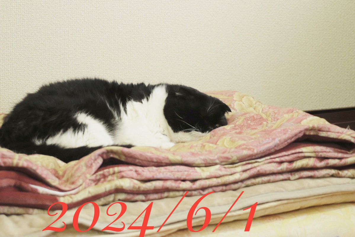 takehide7's tweet photo. #こんにちは〜　🐱🐾🐾✌🙌
いつも有難うございます
こんな時間になりましたが
今月も今週も今日も
宜しく🙏お願い致します
この時間からもいい一日を
お過ごしくださいニャー😻🐾🐾
過去バット写真
６月１日 https://t.co/ydWyj4N2Gl