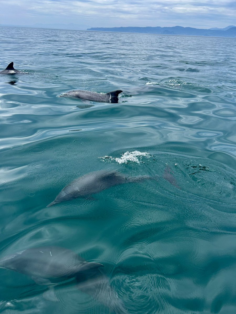 19onenine1's tweet photo. 🐬🐬🐬 https://t.co/NEOeglbWMk