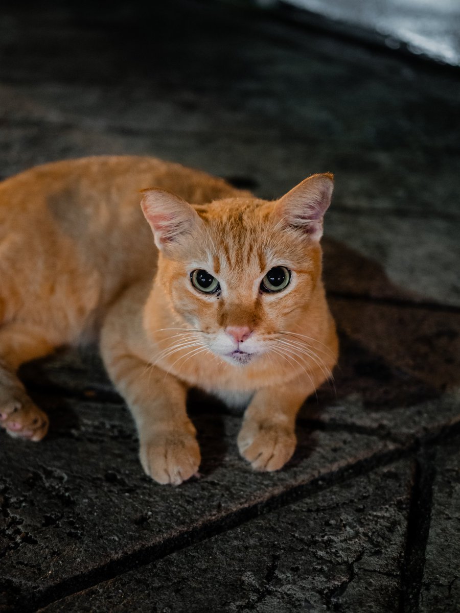 pwforce's tweet photo. 🧡😾🔥

#yaowarat
#bangkok https://t.co/sL33LOa0Vx