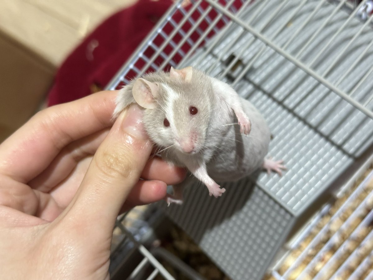 shamaobuben02's tweet photo. 🥺 https://t.co/C4Lqxtu9vH