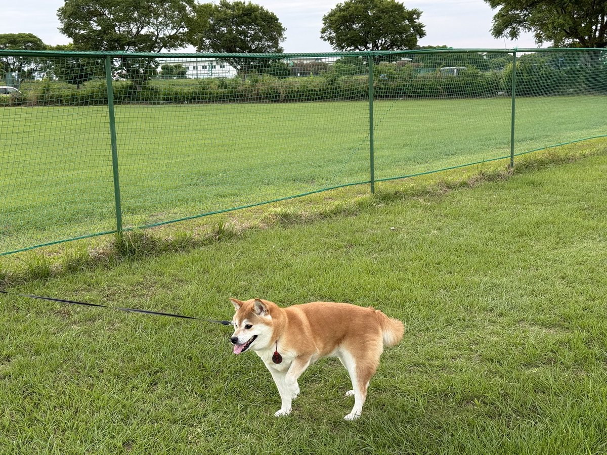 MAMEclassic's tweet photo. 来るのか……嵐……………
#柴犬 https://t.co/wAfROQSD4G