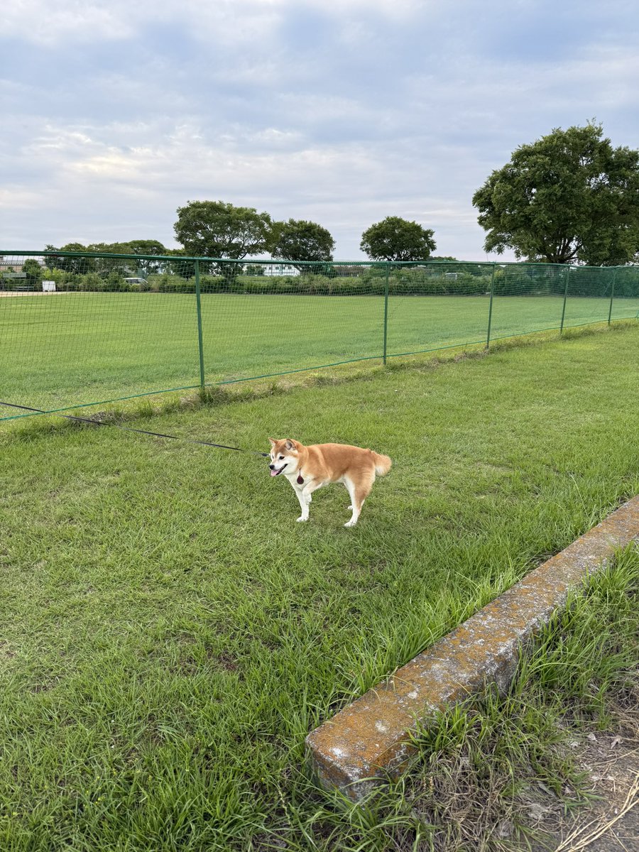 MAMEclassic's tweet photo. 来るのか……嵐……………
#柴犬 https://t.co/wAfROQSD4G
