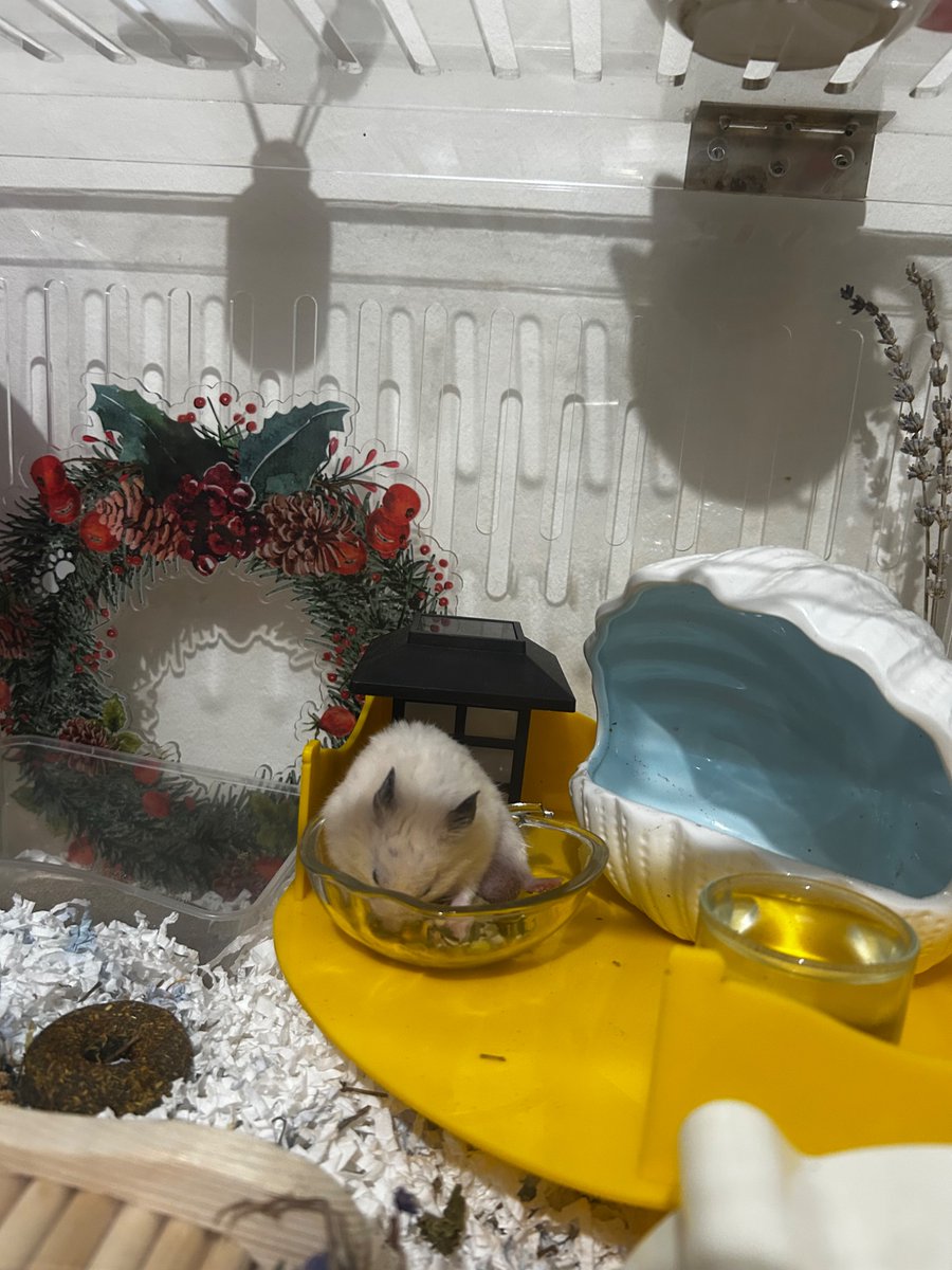 nadiice's tweet photo. Hii guys. Buat yg punya hamster syrian umur setahunan, aku ada seedmix LPF senior syrian for free yaa. Td nya buat hammy ku di foto ini tp dia udh pamit duluan blm sempet makan seedmix barunya. Ini ukuran 250gr yaa bs buat 1-2 bulanan. Bs pickup dari Bekasi / Setiabudi Jakarta https://t.co/zSy3zAh9Yf