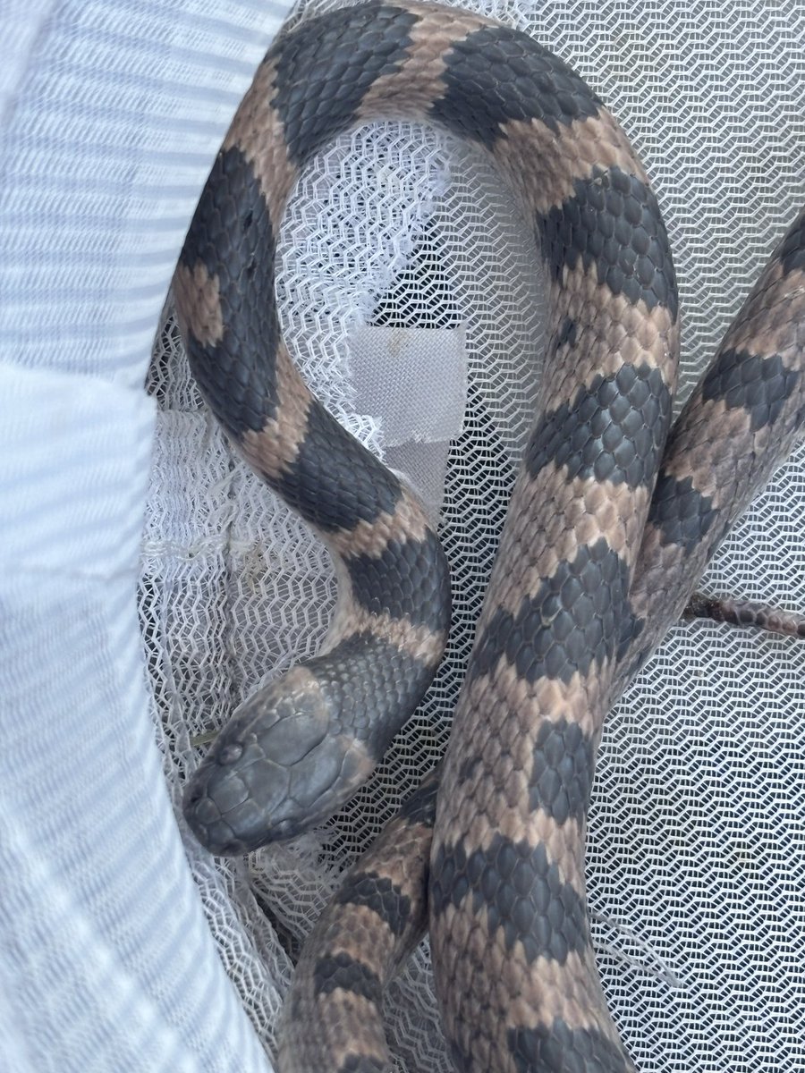 kitat30's tweet photo. 幻らしいです。

全長68cm、初捕獲に大興奮しました🙇

#シロマダラ https://t.co/xySiSpYVhR