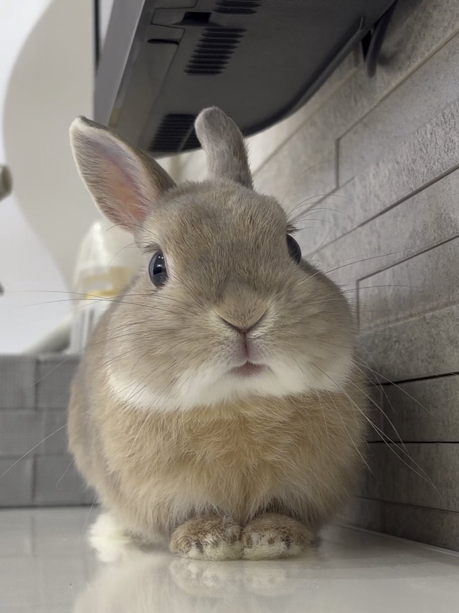 うさぎのもか tweet media