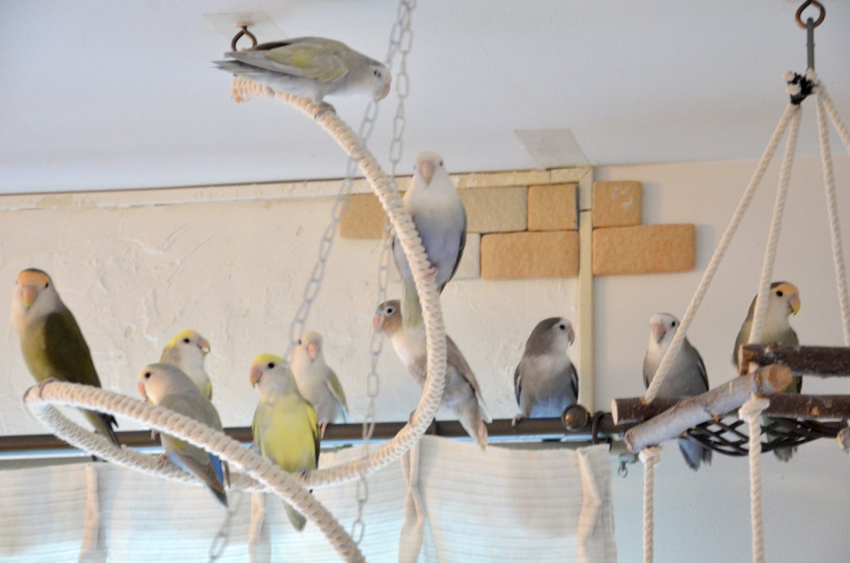 tomimomen's tweet photo. コザクラインコ放鳥中🐦

カメラの調子が悪くて投稿が少なかったですがカメラの調子も戻りこれこらぼちぼちアップしていこうと思います😊 https://t.co/oA9GTM1njQ