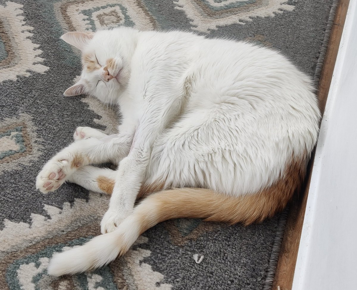 VladHarabagiu's tweet photo. My dear Jack is in very bad shape. He has severe pancreatitis, is vomiting daily, barely eats, doesn’t drink water or soup, and can hardly walk without collapsing. His vet recommends an urgent CT scan and possibly an endoscopy.

Despite working on comms, I’m struggling to cover his medical costs alongside rent, bills, and caring for my other cats. Time is critical for Jack, and I humbly ask for any help you can spare.

Providing donation links in the replies 👇 Thank you ❤️