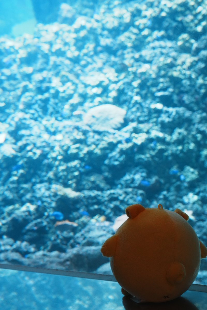 pagtaro_info's tweet photo. 水族館にやってきたパグ太郎🐾

後ろ姿しか見えないけれど、
きっと「ぼくも泳げるよ！」って
得意げなお顔をしてるはず🤭💛

#おじカワ
#パグ太郎 https://t.co/aihvQNCKby