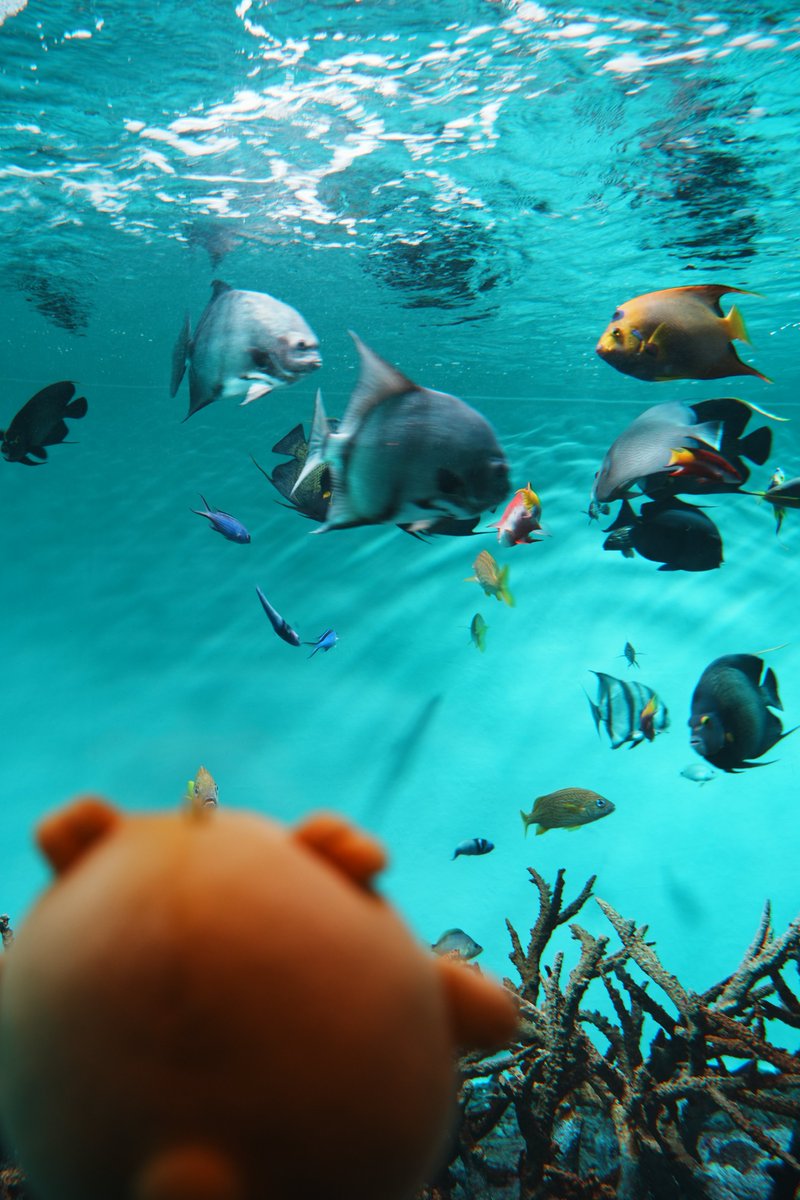 pagtaro_info's tweet photo. 水族館にやってきたパグ太郎🐾

後ろ姿しか見えないけれど、
きっと「ぼくも泳げるよ！」って
得意げなお顔をしてるはず🤭💛

#おじカワ
#パグ太郎 https://t.co/aihvQNCKby