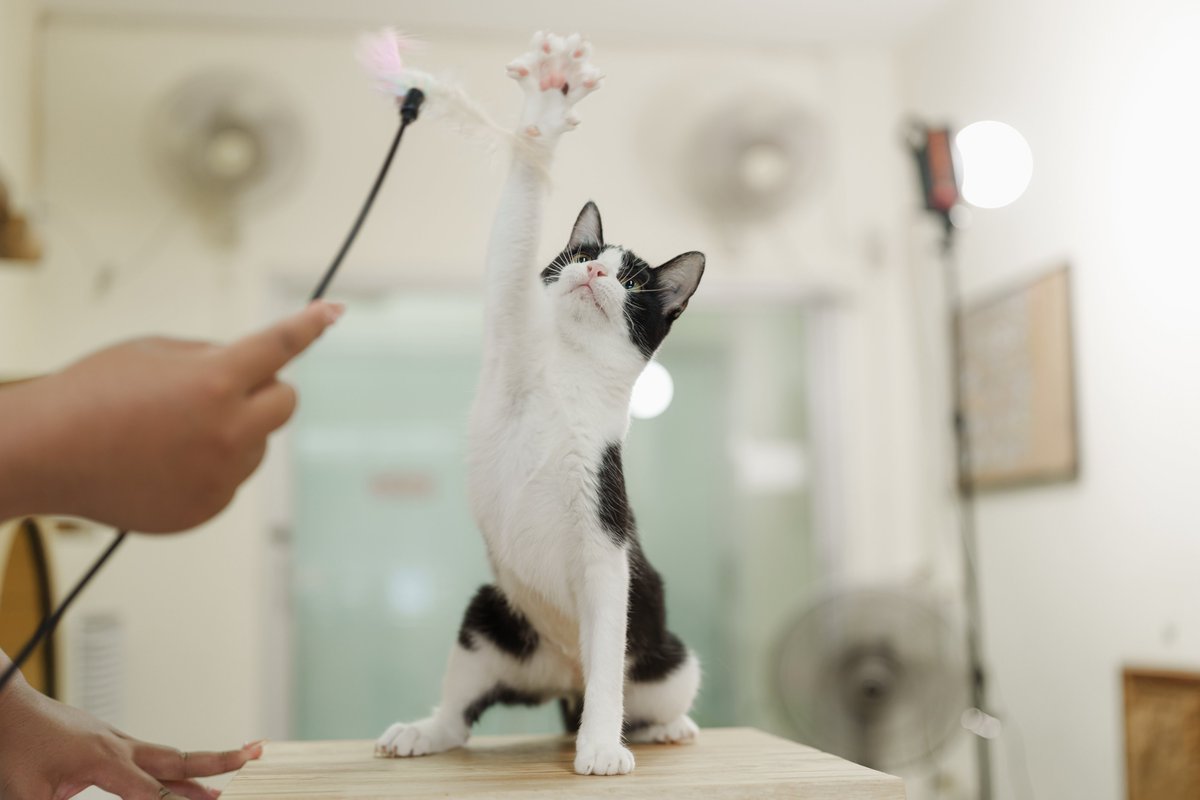 Soi Dog Adoptions tweet media