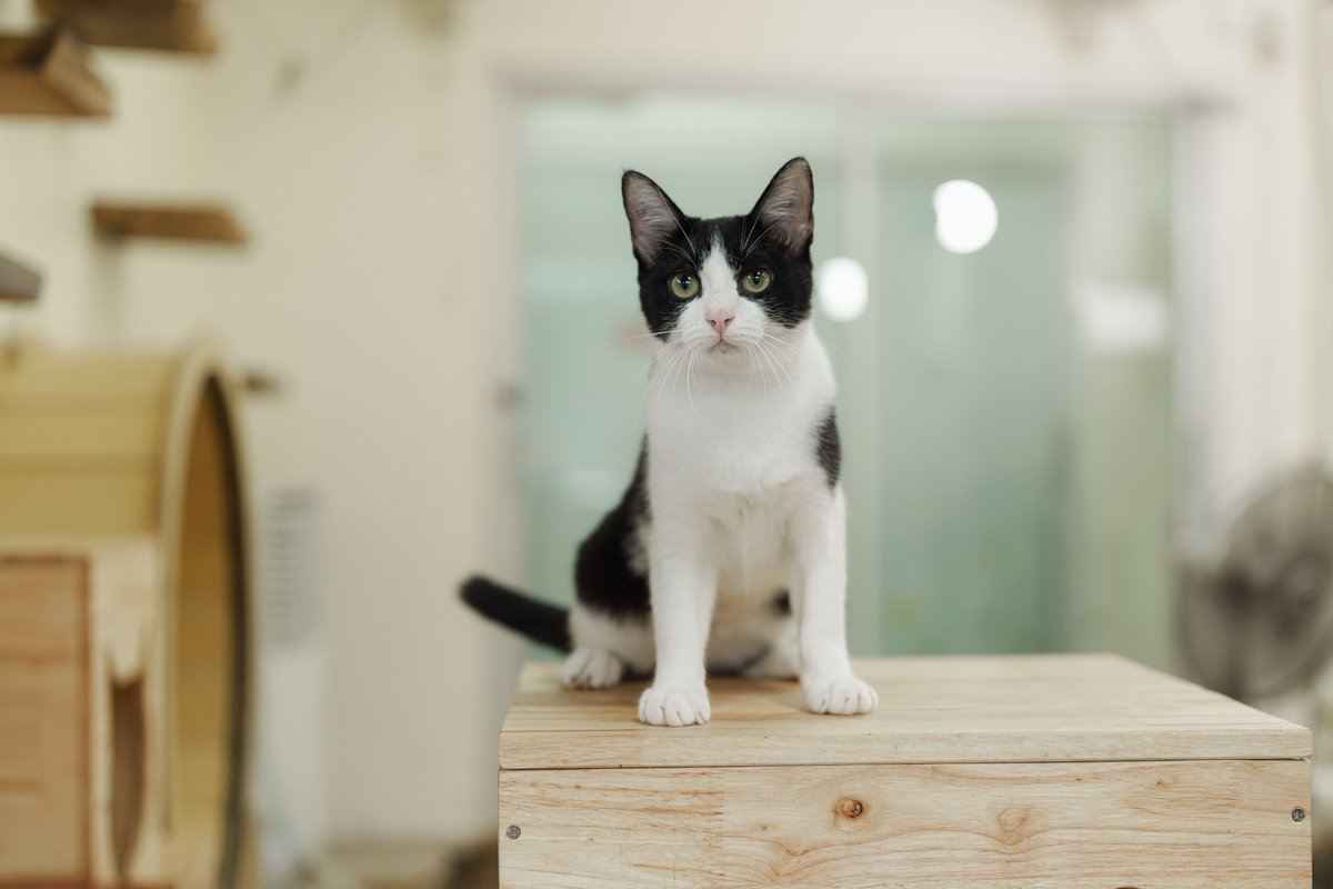 Soi Dog Adoptions tweet media