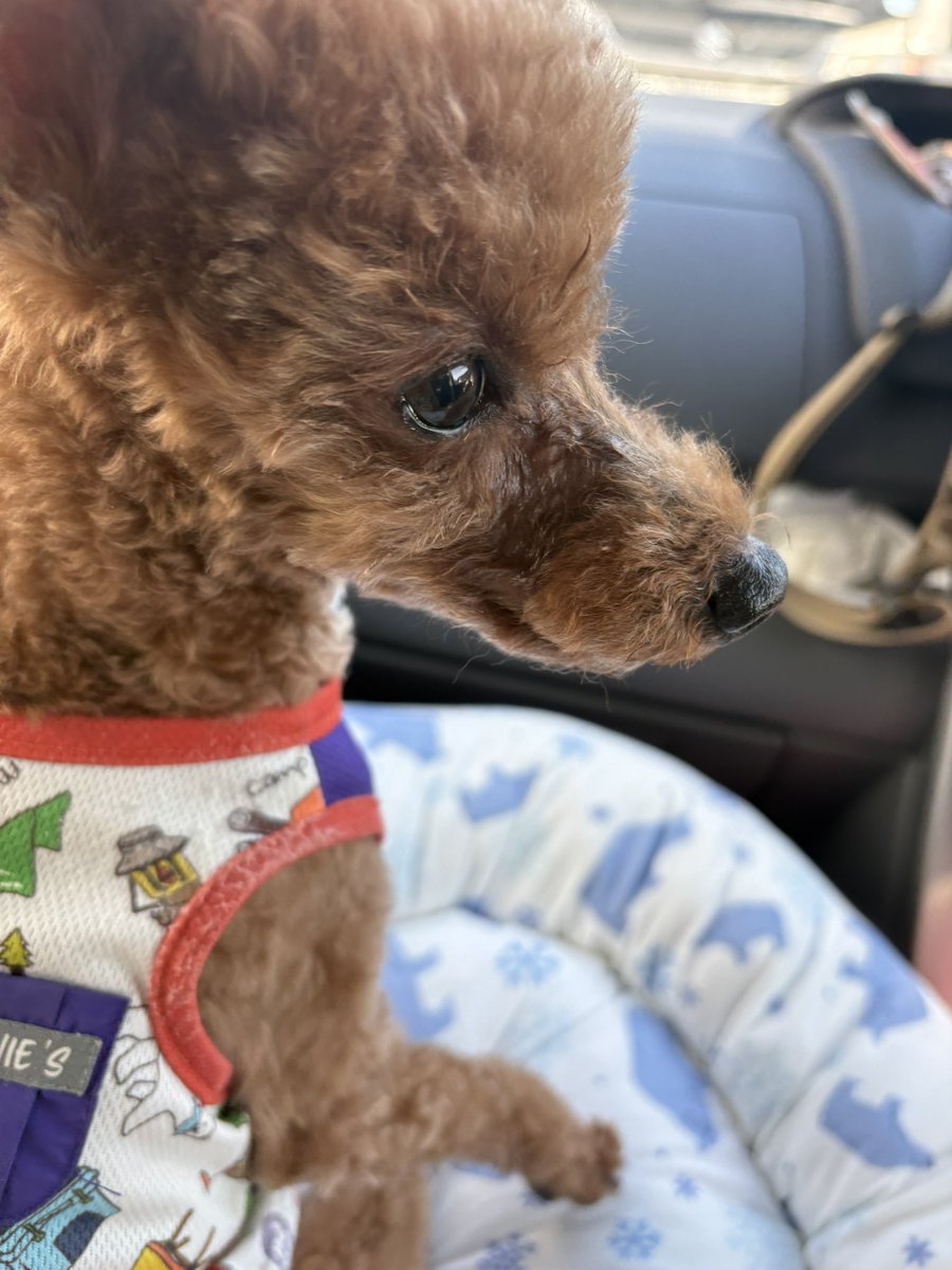Rycan_mea's tweet photo. お犬様 https://t.co/vtET9XIWBP