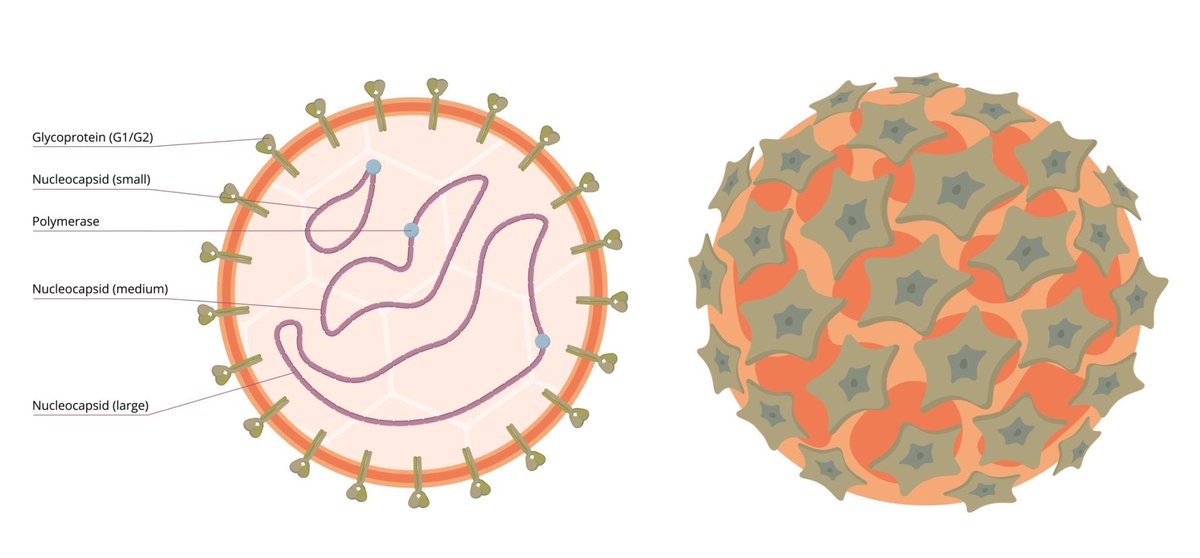 wfsaorg's tweet photo. 🦠 New WFSA advisory: Hantavirus – What Anaesthesiologists Should Know

Developed by the WFSA Disaster Planning Working Group, this resource highlights key considerations for airway management, critical care, infection prevention, and disaster preparedness during hantavirus outbreaks.
🔗Read more: https://t.co/nmIDrm47bW