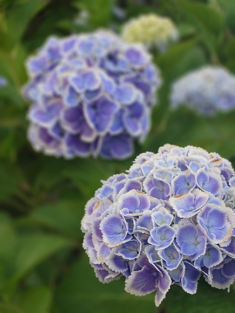 FYF_INC's tweet photo. 近所に #紫陽花 が咲き始めました。
梅雨の時期の花というイメージですが、意外と早くから咲いているもんですね。
紫陽花の花は土壌酸度によって色が変わるってしってました？自分でも調整できるみたいですなので、もし家にあったら色々と楽しめそうです🌸

#企業公式相互フォロー https://t.co/1NuFTIMJI9