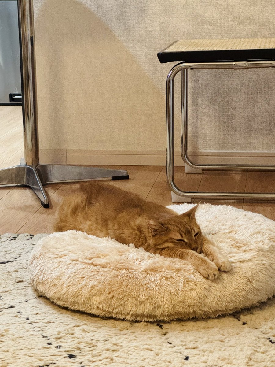 amui_cat's tweet photo. 今日はもう何もしなーい。
#保護猫
#元野良猫 https://t.co/Q6su7TG59j