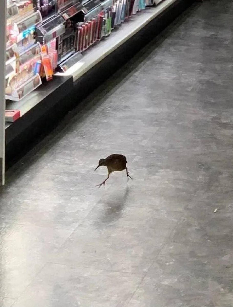 HoWLs_CS's tweet photo. @Nitrus_x Be like the bird. Strut ur stuff in the aisle https://t.co/wJo8jT93Uz