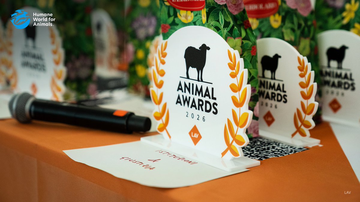 humaneworldeu's tweet photo. 🏆 Proud moment for animal-free science!
We're delighted to share that @Francesca Pistollato, Senior Program Director in Biomedical Science at Humane World for Animals, has been honored with a @LAV Animal Award in the Researchers & Innovators category, selected by a public online vote.

The award recognizes her commitment to promoting innovative and animal-free science with the aim of advancing more ethical, predictive, and humane biomedical research across the globe.

Accepting the award at the ceremony held on May 29 in Rome, Francesca said: 🗣️"This recognition highlights the importance of transitioning to animal-free science in research, which is based on human biology. To accelerate the adoption of these methods, a cultural transformation is needed."

Every year, an estimated 190 million animals are used in research and testing worldwide. Non-animal methods can be faster, less expensive, and more relevant to human health outcomes. That's the future we're working toward, and recognition like this keeps us moving forward.

Congratulations, Francesca! 🎉

#HumaneWorld