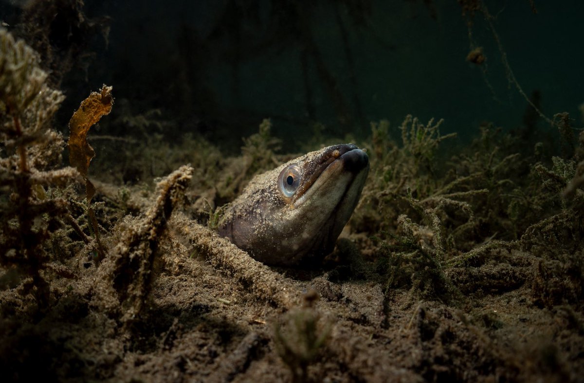 Sturnet_24's tweet photo. 🚨 42% of European freshwater fish are threatened with extinction.

Migratory species are declining nearly 3× faster because of dams and river barriers.

All sturgeon species in Europe are now threatened.

River connectivity matters.

Learn more: https://t.co/WutBTQiIvk https://t.co/Q1hFZke1mN